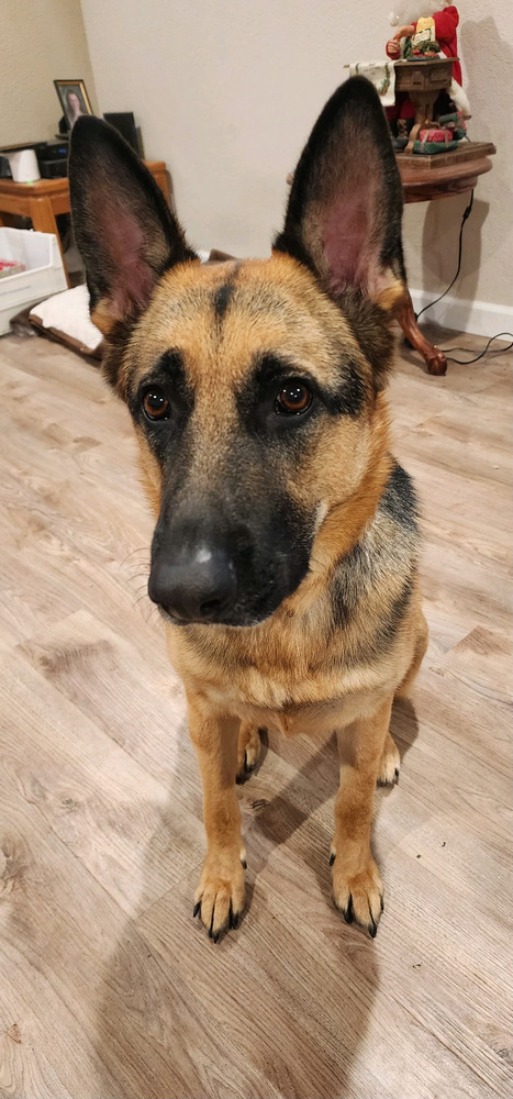 Lucy, an adoptable German Shepherd Dog in Pleasant Hill, CA, 94523 | Photo Image 5