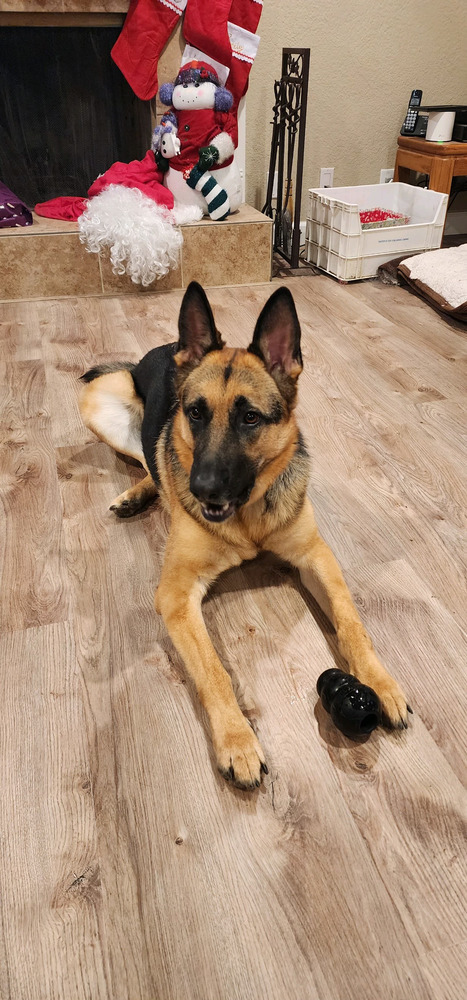 Lucy, an adoptable German Shepherd Dog in Pleasant Hill, CA, 94523 | Photo Image 6