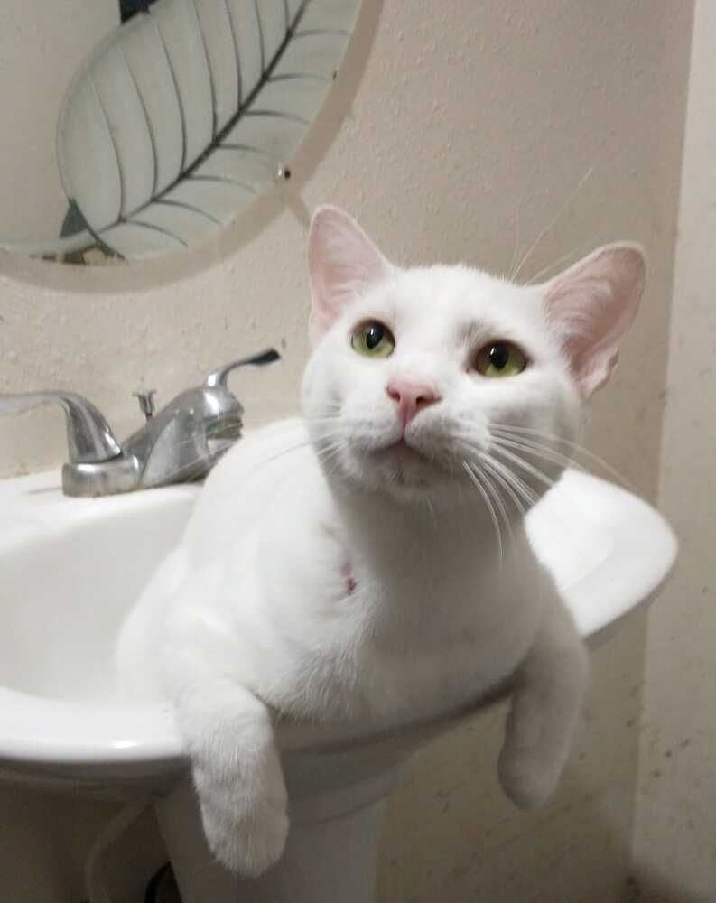 Scout, an adoptable Bengal, Domestic Short Hair in Ocala, FL, 34475 | Photo Image 1