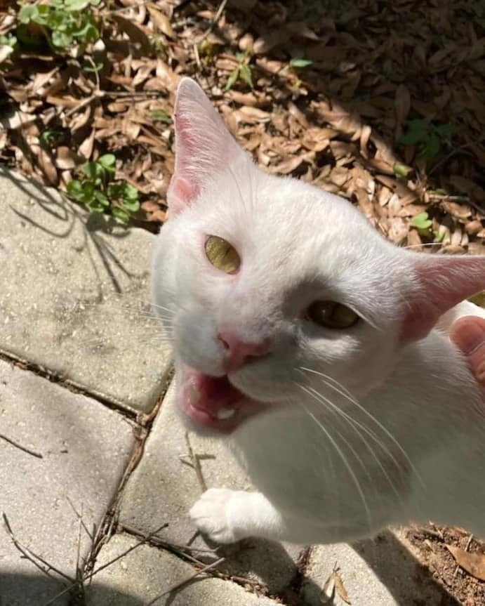 Scout, an adoptable Bengal, Domestic Short Hair in Ocala, FL, 34475 | Photo Image 2
