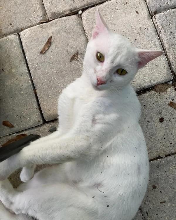 Scout, an adoptable Bengal, Domestic Short Hair in Ocala, FL, 34475 | Photo Image 3