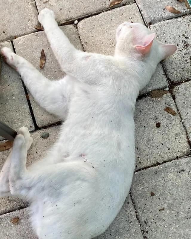 Scout, an adoptable Bengal, Domestic Short Hair in Ocala, FL, 34475 | Photo Image 4