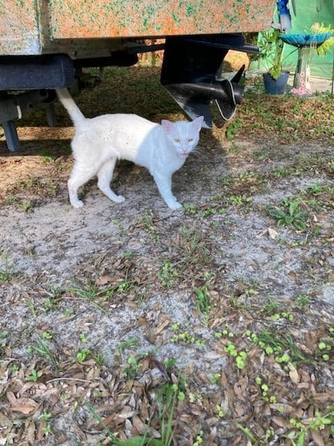 Scout, an adoptable Bengal, Domestic Short Hair in Ocala, FL, 34475 | Photo Image 5