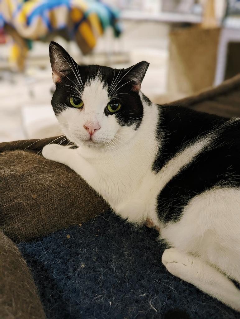 Grinch, an adoptable Domestic Short Hair in Camp Hill, PA, 17001 | Photo Image 1