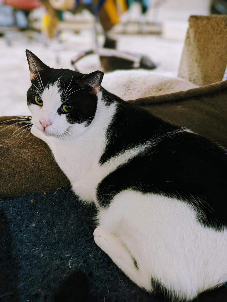 Grinch, an adoptable Domestic Short Hair in Camp Hill, PA, 17001 | Photo Image 2