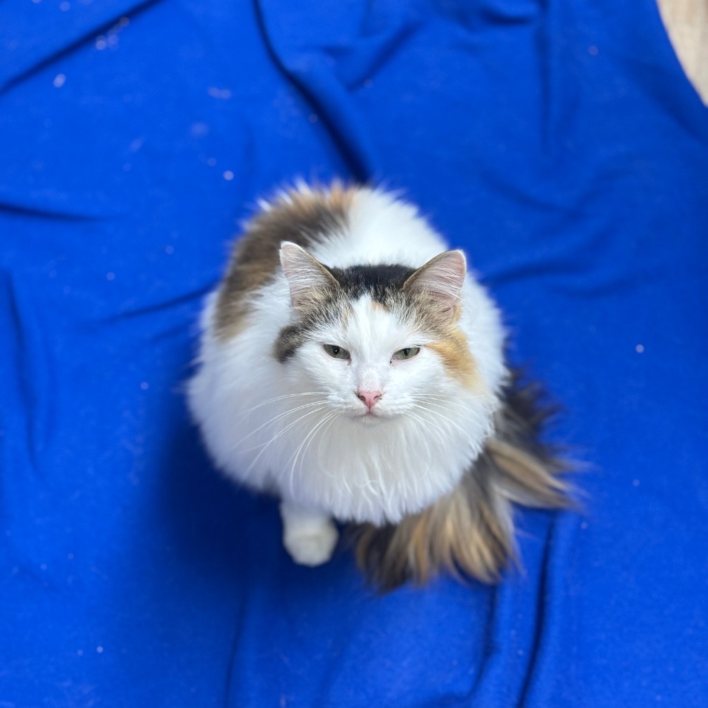 Farrah, an adoptable Domestic Medium Hair in Corpus Christi, TX, 78414 | Photo Image 1