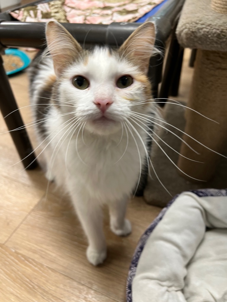 Farrah, an adoptable Domestic Medium Hair in Corpus Christi, TX, 78414 | Photo Image 2