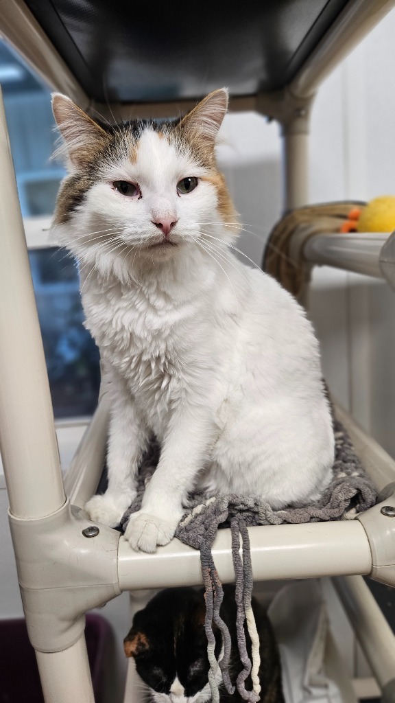 Farrah, an adoptable Domestic Medium Hair in Corpus Christi, TX, 78414 | Photo Image 3