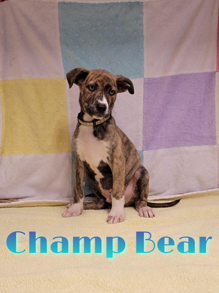 Champ Bear