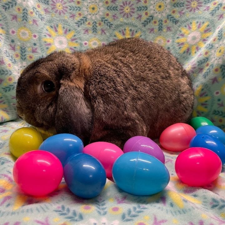 Veto, an adoptable Lop Eared in Indianapolis, IN_image-3