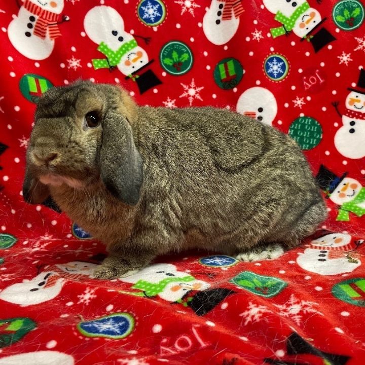 Veto, an adoptable Lop Eared in Indianapolis, IN_image-3