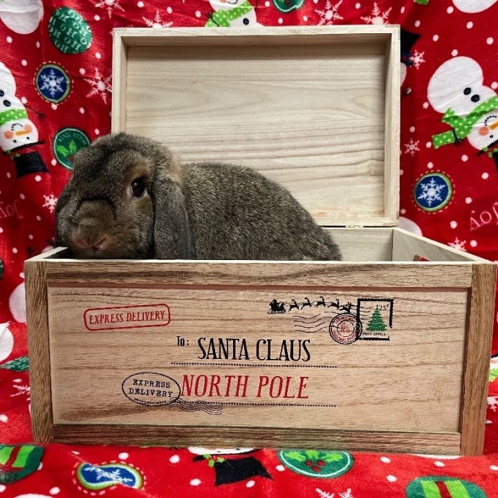 Veto, an adoptable Lop Eared in Indianapolis, IN_image-4