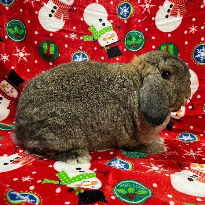 Veto, an adoptable Lop Eared in Indianapolis, IN_image-1