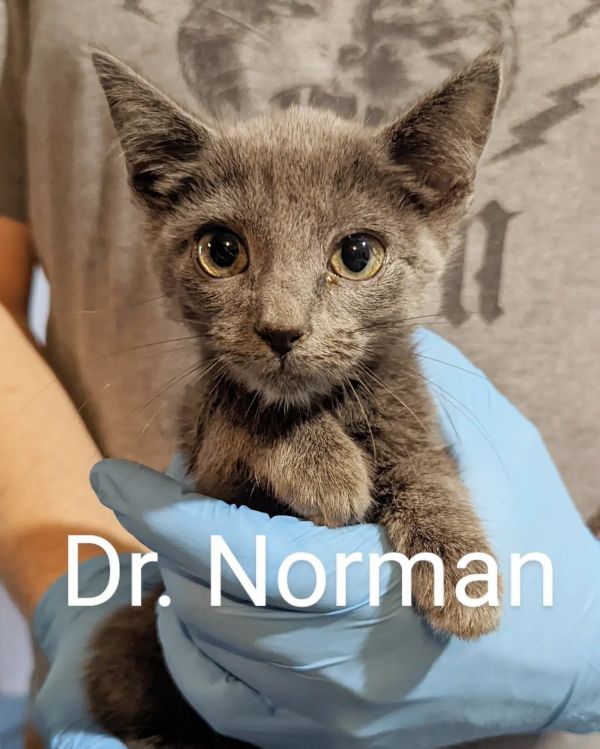 Dr. Norman