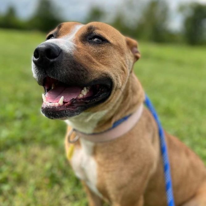 Dog for adoption Kita A50902554, a Pit Bull Terrier Mix in Hamilton, OH Petfinder