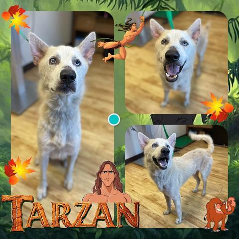 TARZAN