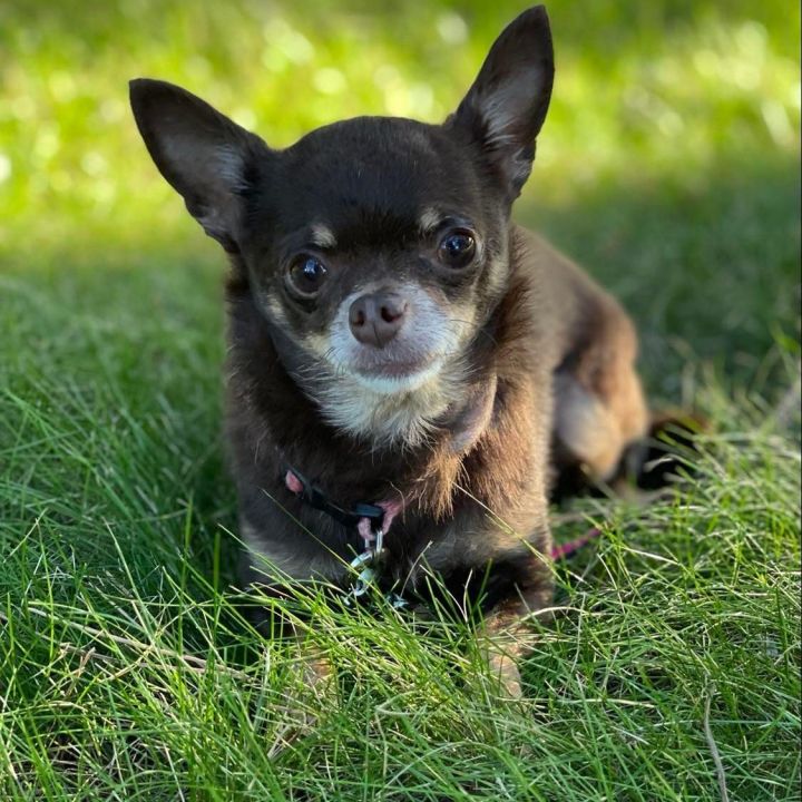 CoCo Chihuahua 1