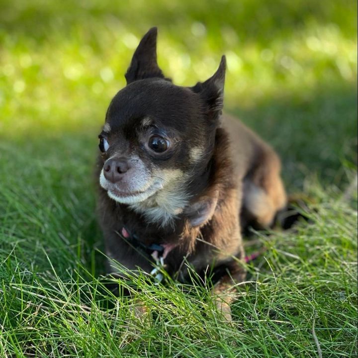 CoCo Chihuahua 2