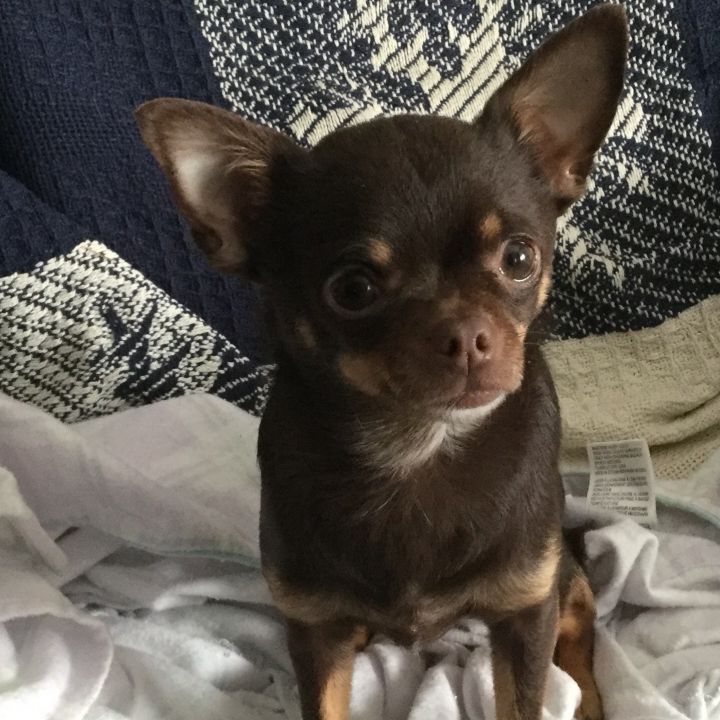 CoCo Chihuahua 5