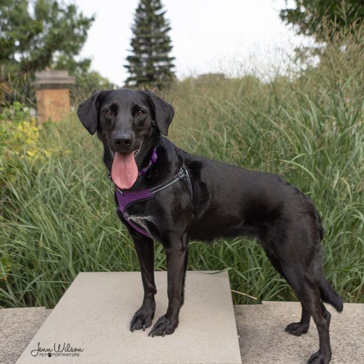 Tashi, an adoptable Black Labrador Retriever & Golden Retriever Mix in ST JACOBS, ON_image-3