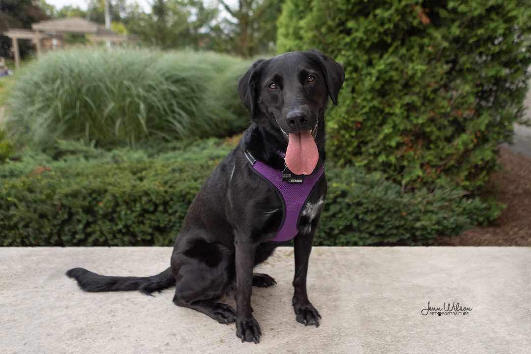 Tashi, an adoptable Black Labrador Retriever, Golden Retriever in ST JACOBS, ON, N0B 2N0 | Photo Image 4