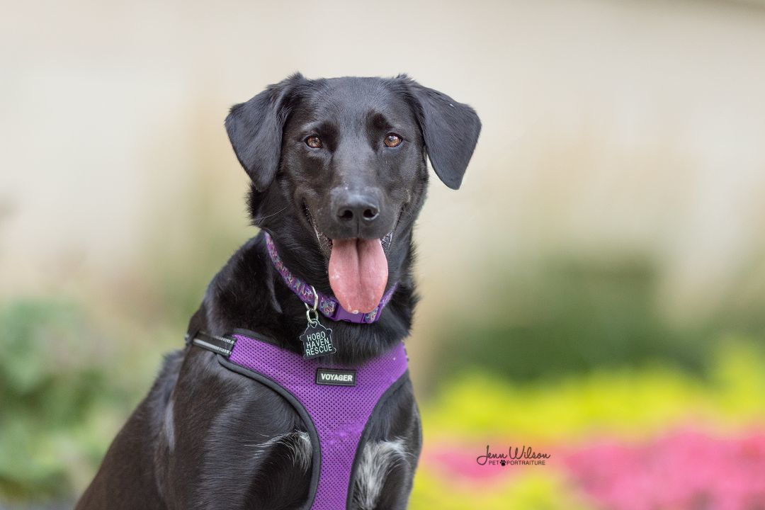 Tashi, an adoptable Black Labrador Retriever, Golden Retriever in ST JACOBS, ON, N0B 2N0 | Photo Image 5