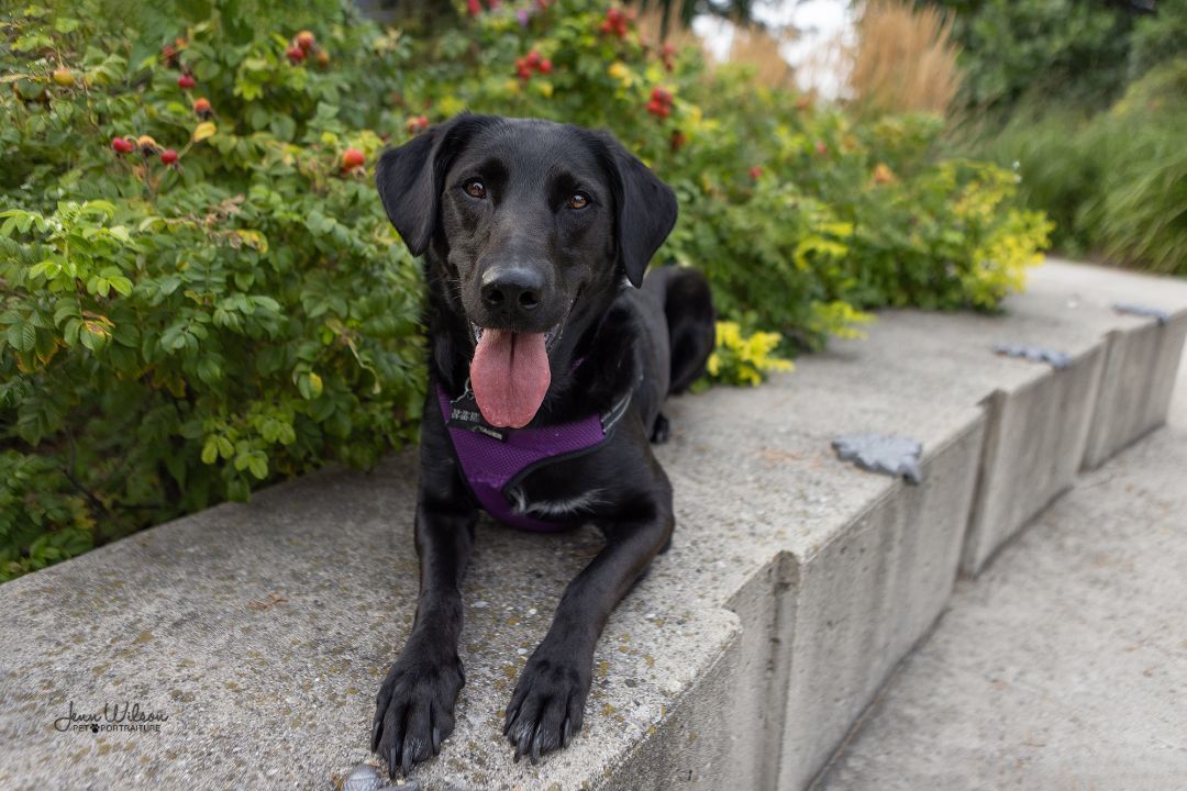 Tashi, an adoptable Black Labrador Retriever, Golden Retriever in ST JACOBS, ON, N0B 2N0 | Photo Image 6