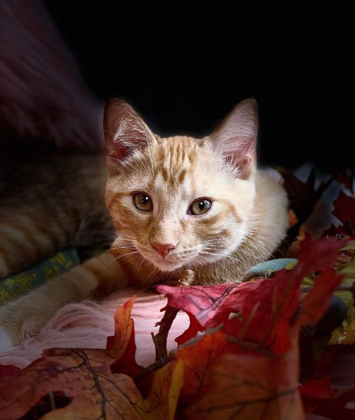 Garfield - Jasmin Bonded Brother -Sister 2