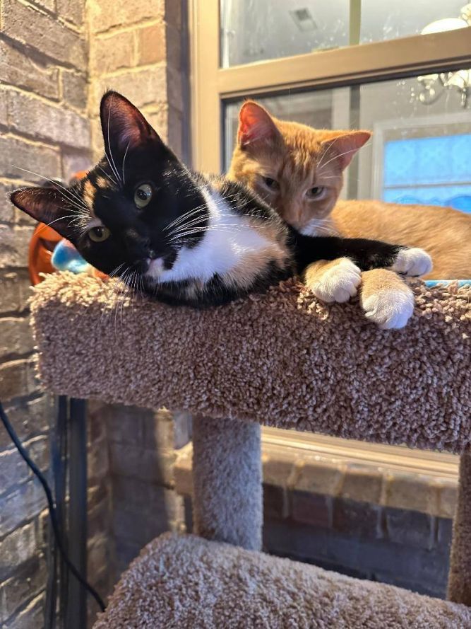 Garfield - Jasmin Bonded Brother -Sister