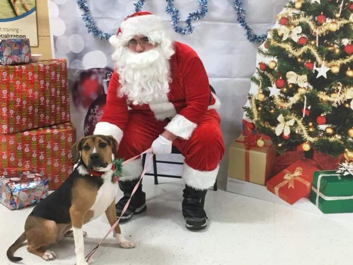 Ziva, an adoptable Beagle & Bloodhound Mix in Breinigsville, PA_image-3