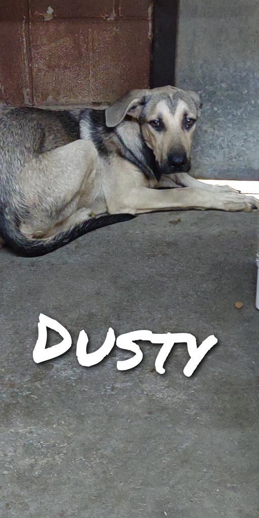 Dusty