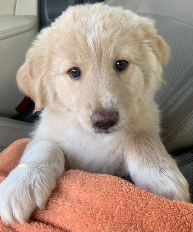 Pyrenees/Lab/Aussie pups