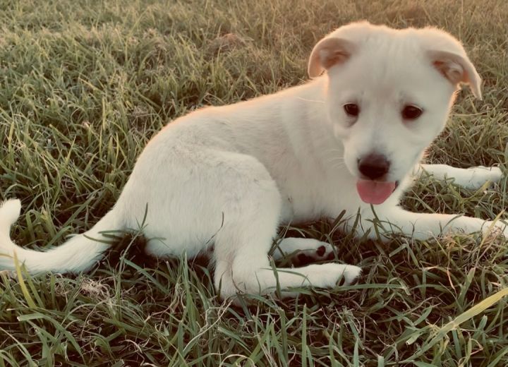 Pyrenees/Lab/Aussie pups 2