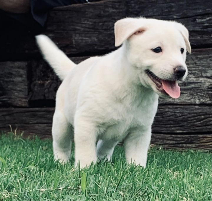 Pyrenees/Lab/Aussie pups 3