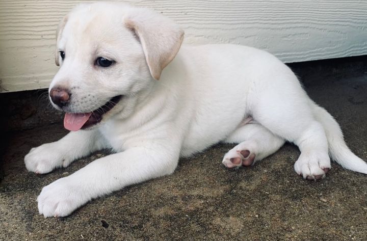 Pyrenees/Lab/Aussie pups 4