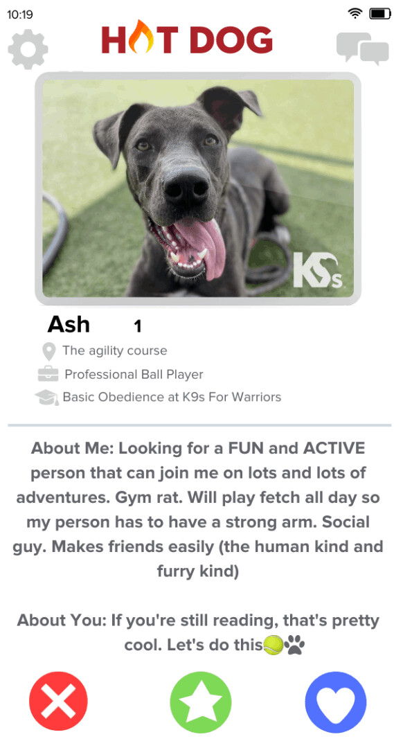 Ash, an adopted Labrador Retriever & Retriever Mix in Ponte Vedra, FL_image-3