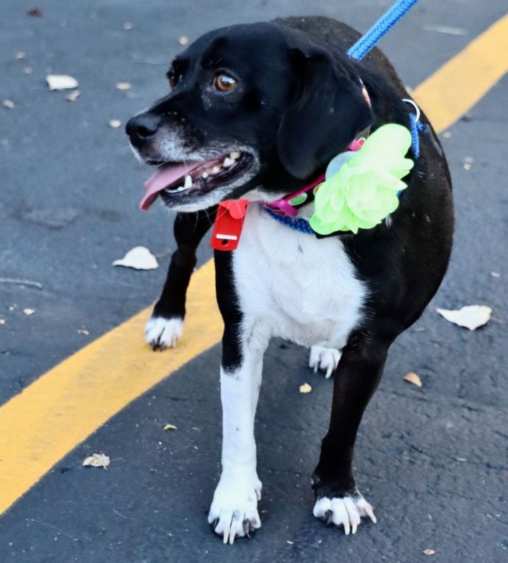Miss Trixxy, an adoptable Hound Mix in Palatine, IL_image-3