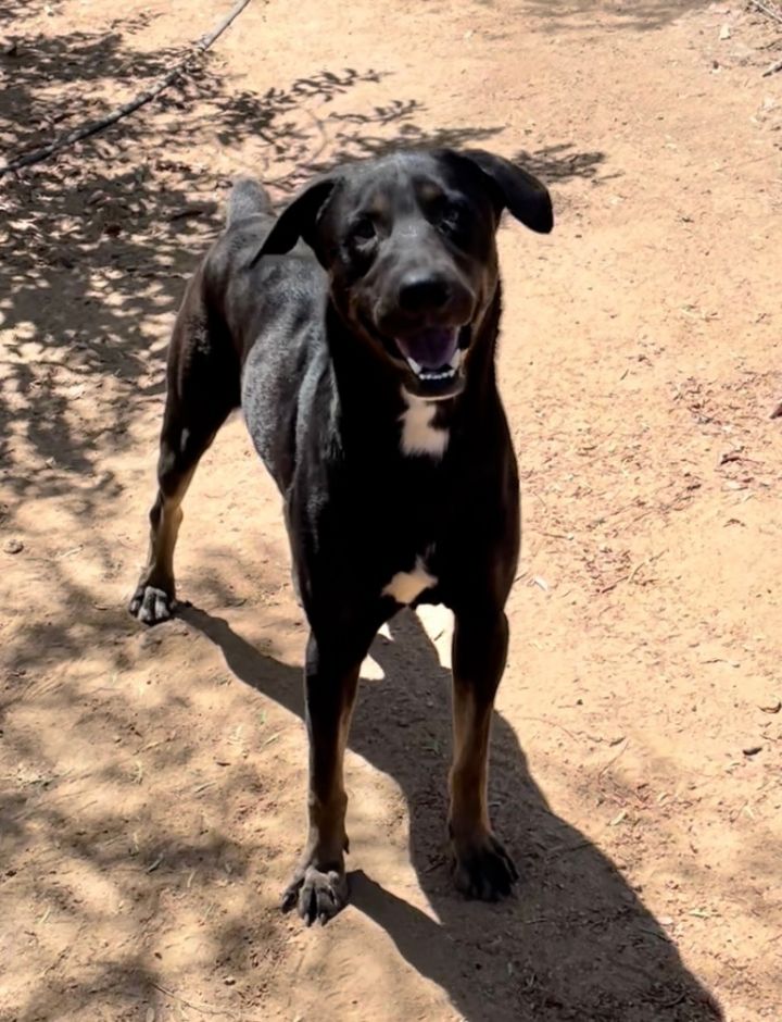 Franky, an adoptable Doberman Pinscher & German Shepherd Dog Mix in Jamul, CA_image-3