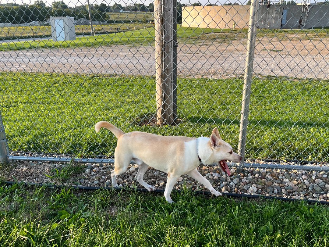 Chance, an adoptable Husky in New Hampton, IA, 50659 | Photo Image 6