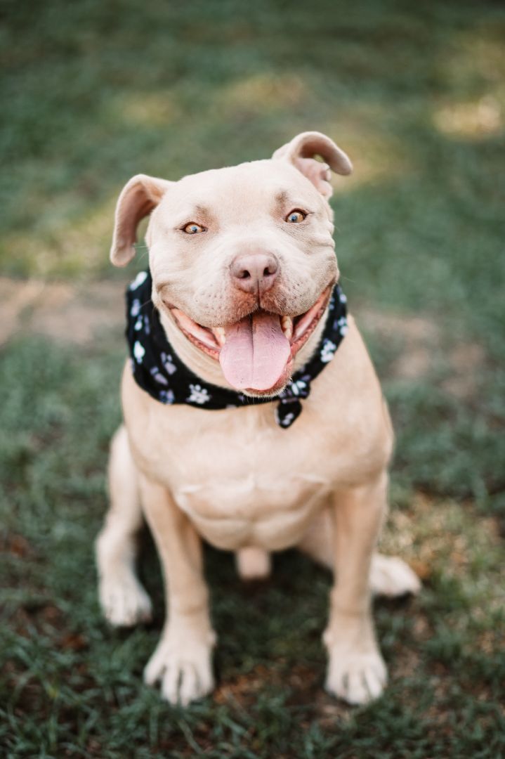 Ryder, an adoptable Pit Bull Terrier & American Bully Mix in Bakersfield, CA_image-2