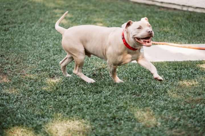 Ryder, an adoptable Pit Bull Terrier & American Bully Mix in Bakersfield, CA_image-6