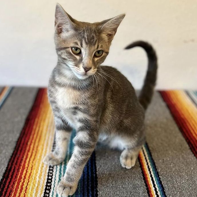 Ariel, an adoptable Domestic Short Hair Mix in Springfield, MO_image-1