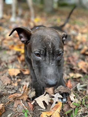 Alfie, an adoptable Labrador Retriever in Colonial Heights, VA, 23834 | Photo Image 5