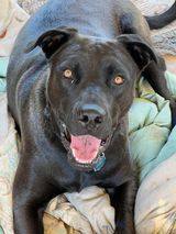 GRACIE, an adoptable American Staffordshire Terrier & German Shepherd Dog Mix in Levelland, TX_image-3