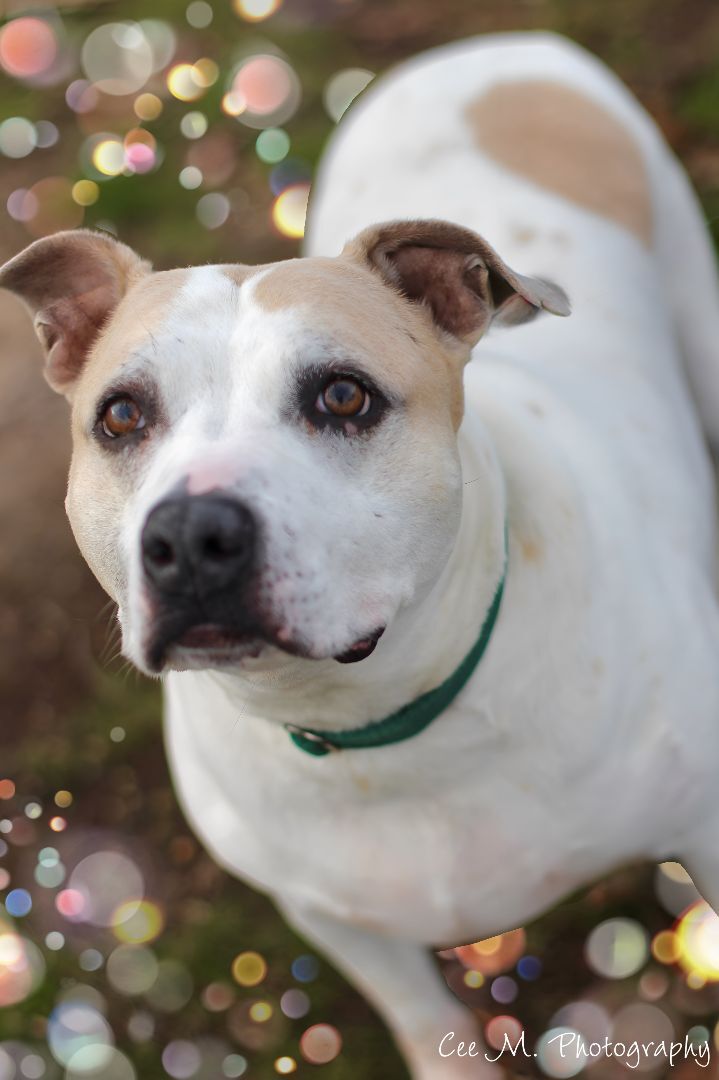 Caesar, an adoptable Pit Bull Terrier Mix in Medford, NY_image-3