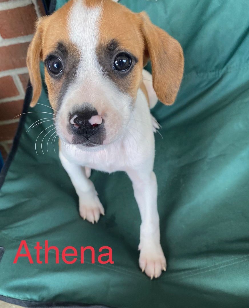 Athena