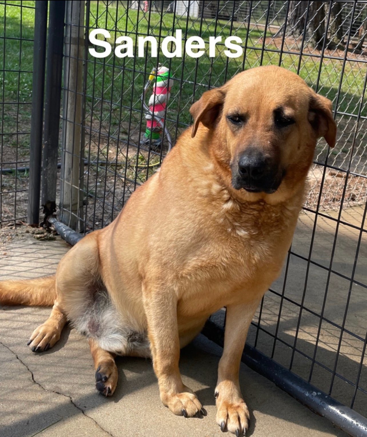 Sanders - Available soon!