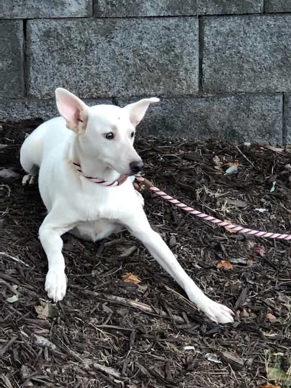 Albino store blue heeler