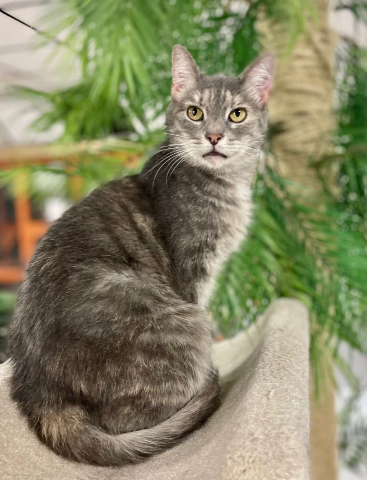 Penelope , an adoptable Domestic Short Hair & Dilute Calico Mix in Erie, PA_image-1
