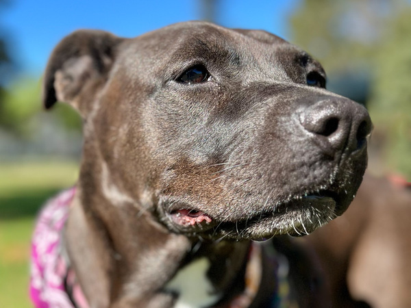 Bailey, an adoptable Pit Bull Terrier Mix in San Gabriel, CA_image-1